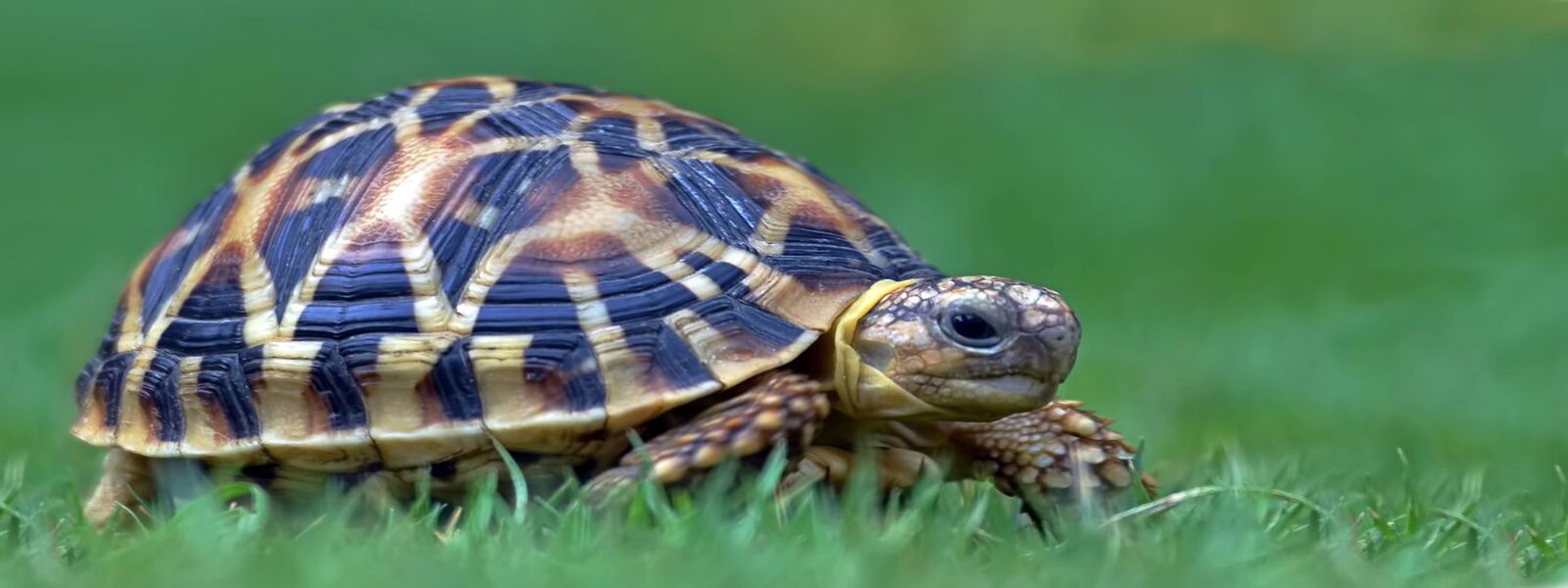 Attempt to smuggle live Star Tortoises